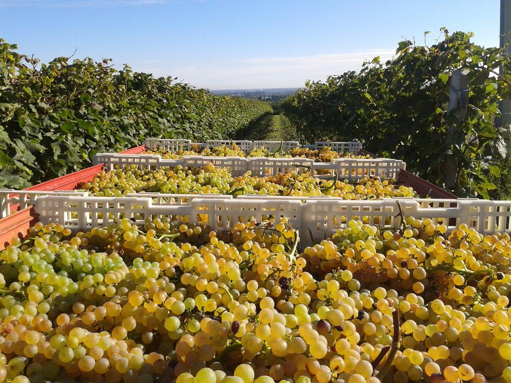 Agriturismo E Cantina La Sabbiona Faenza Eksteriør billede